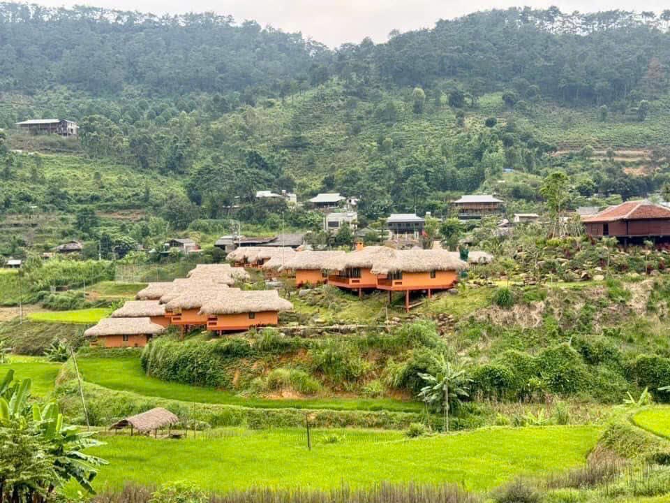 canh-dong-lua-tram-tau